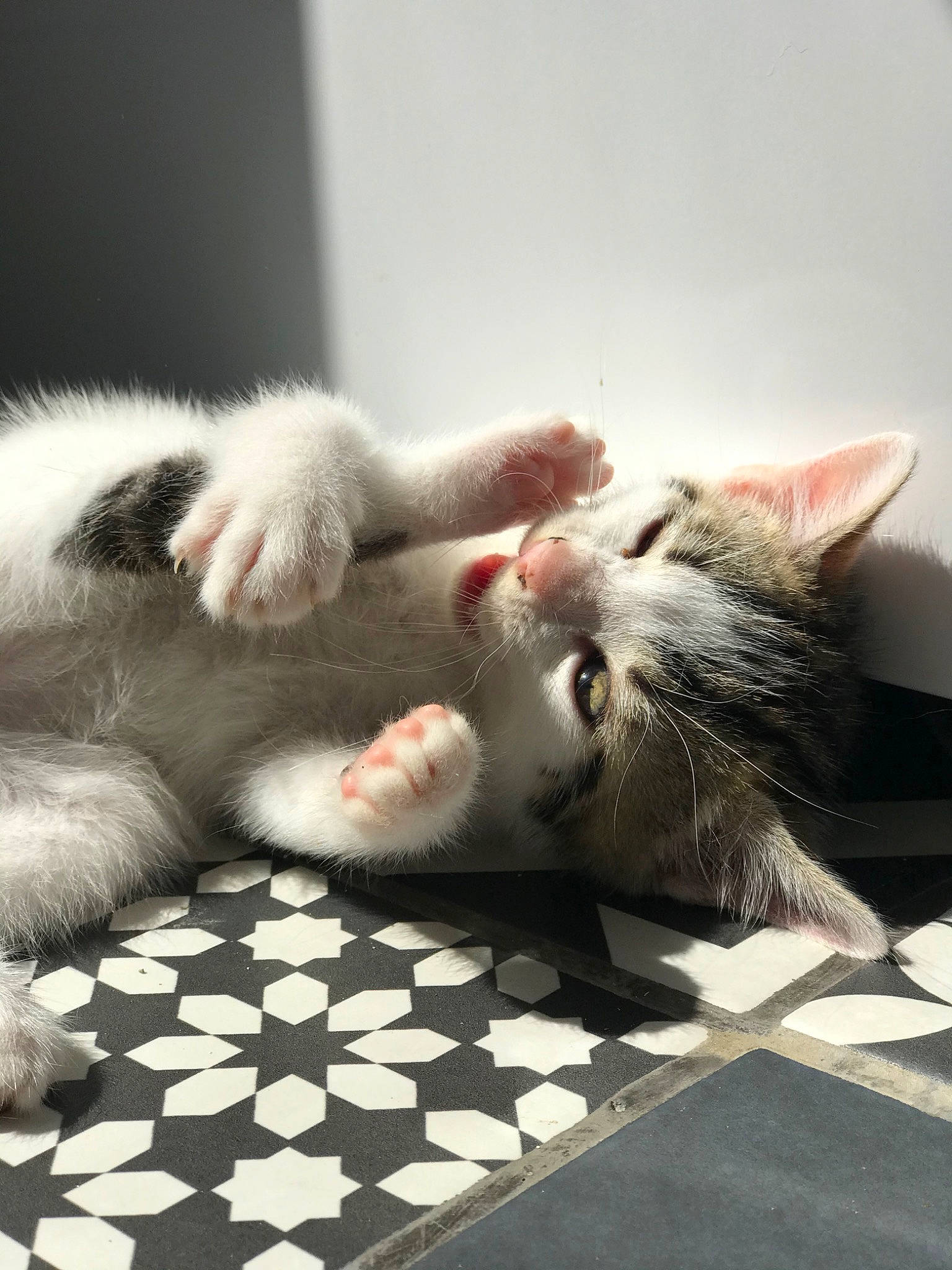 Aska participe au concours pour gagner de l'argent avec cette photo : carnivore, cat, ear, felidae, fur, kitten, paw, small_to_medium_sized_cats, snout, tail, whiskers