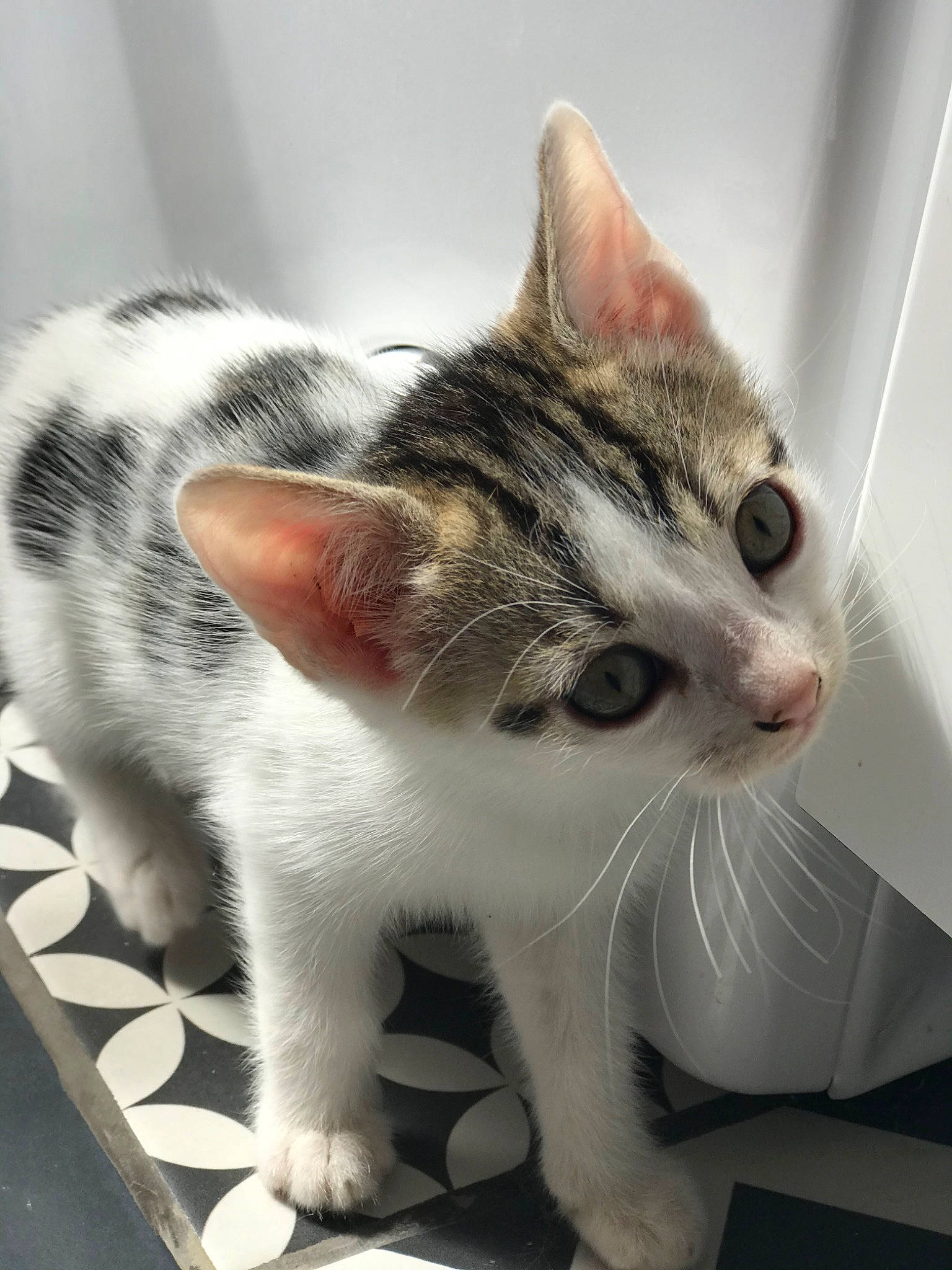 Aska a rejoint le concours — aidez-le/la à gagner de superbes lots ! aegean_cat, american_shorthair, american_wirehair, asian, carnivore, cat, domestic_short_haired_cat, dragon_li, ear, european_shorthair, eye, felidae, kitten, mammal, paw, polydactyl_cat, small_to_medium_sized_cats, snout, tabby_cat, whiskers