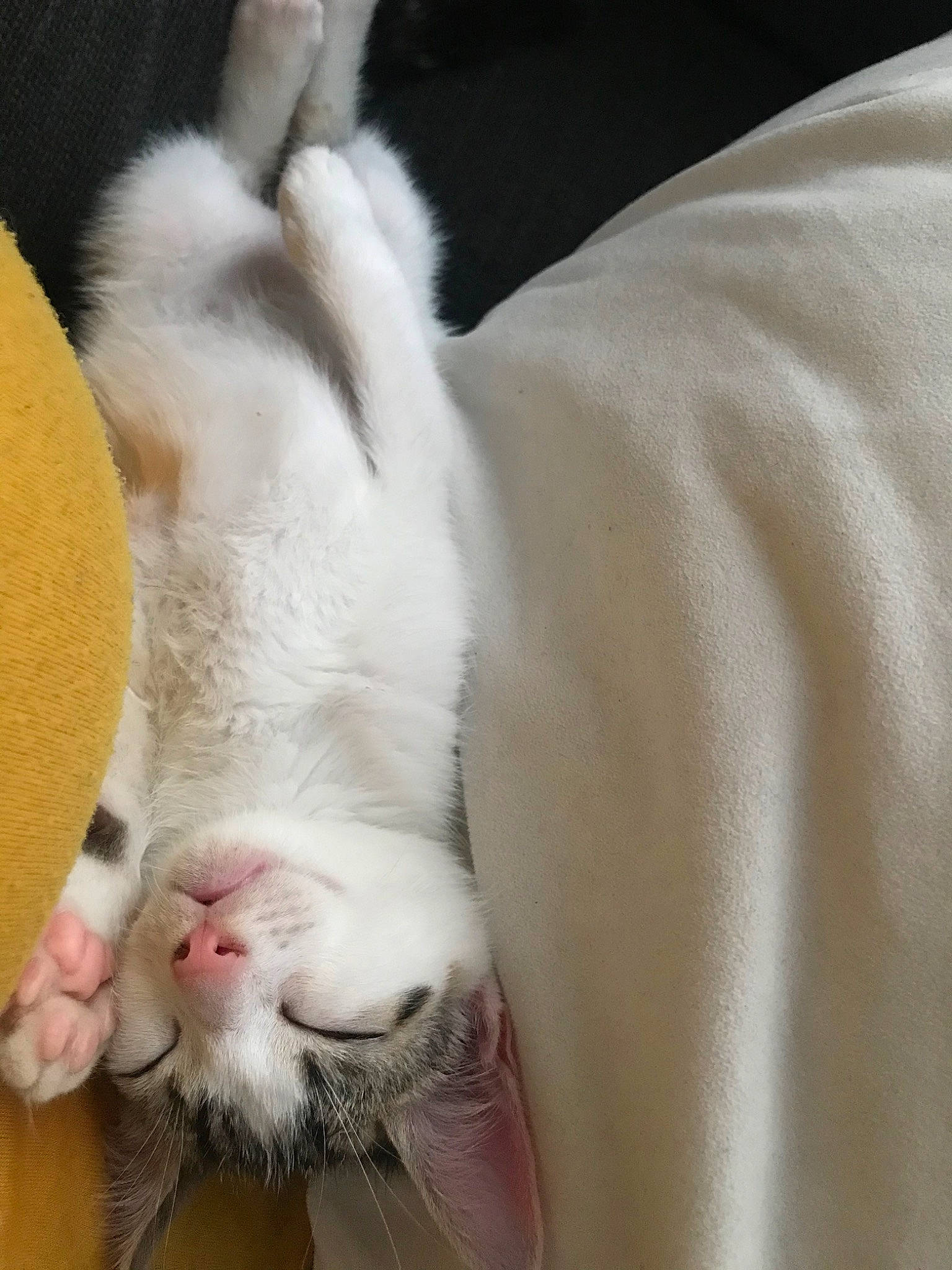 Aska a rejoint le concours — aidez-le/la à gagner de superbes lots ! aegean_cat, american_curl, american_wirehair, asian, carnivore, cat, claw, ear, felidae, fur, kitten, leg, paw, polydactyl_cat, small_to_medium_sized_cats, snout, tail, turkish_angora, turkish_van, whiskers