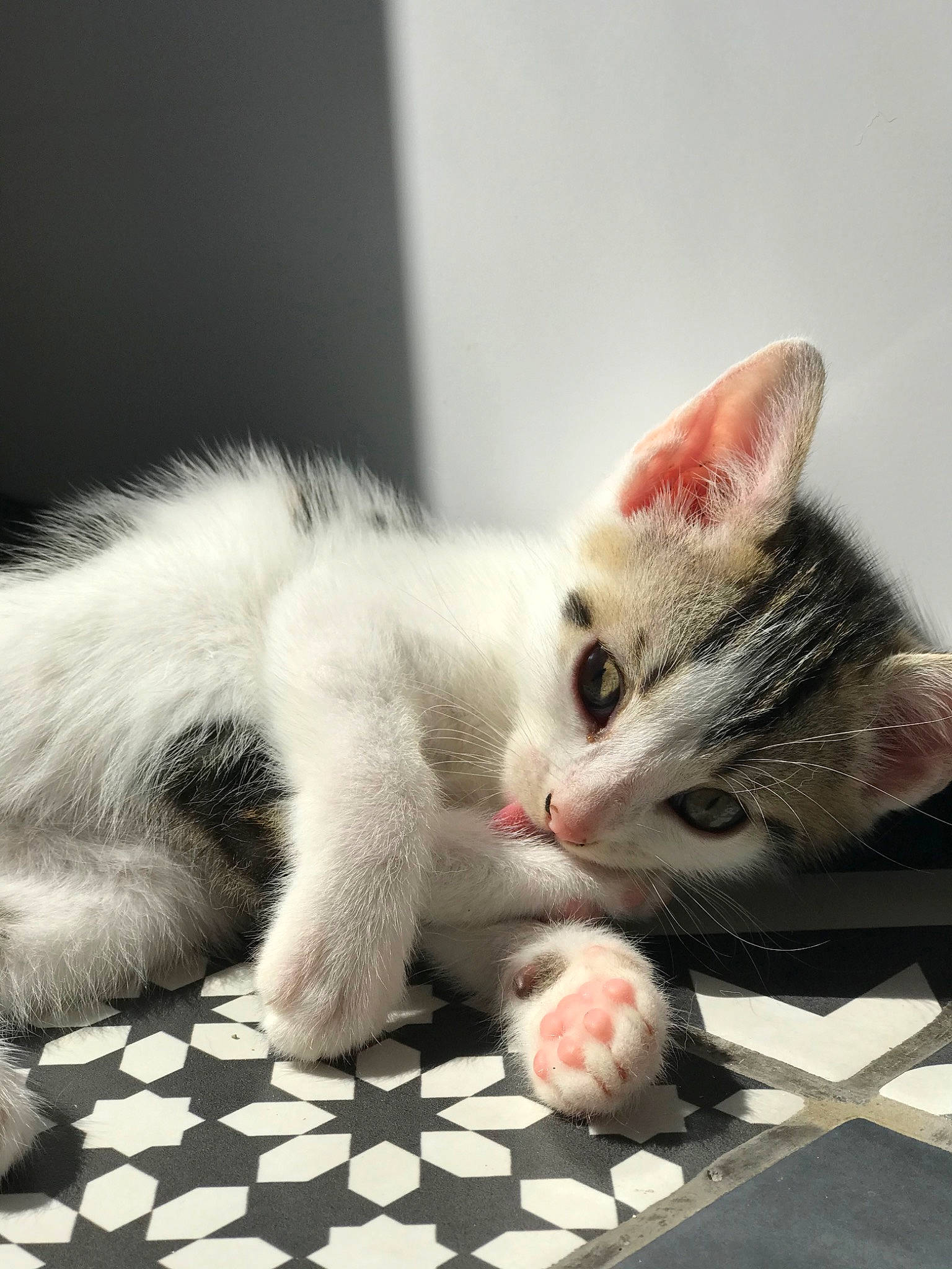 Aska a rejoint le concours — aidez-le/la à gagner de superbes lots ! aegean_cat, american_wirehair, asian, carnivore, cat, claw, domestic_short_haired_cat, ear, european_shorthair, felidae, fur, kitten, mammal, paw, polydactyl_cat, small_to_medium_sized_cats, snout, turkish_angora, turkish_van, whiskers