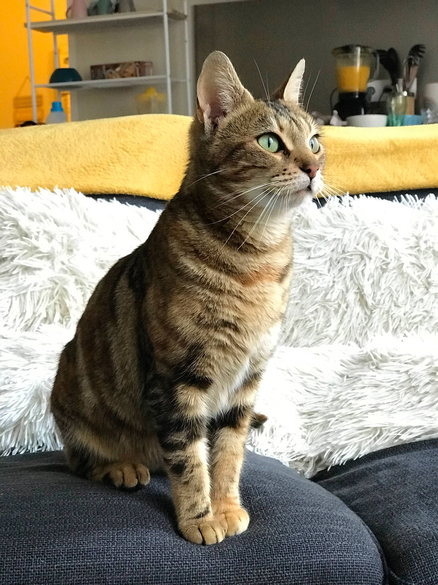 Boutdechipo a rejoint le concours — aidez-le/la à gagner de superbes lots ! american_bobtail, american_shorthair, american_wirehair, asian, australian_mist, california_spangled, carnivore, cat, domestic_short_haired_cat, dragon_li, european_shorthair, felidae, kitten, mammal, pixie_bob, sitting, small_to_medium_sized_cats, tabby_cat, vertebrate, whiskers