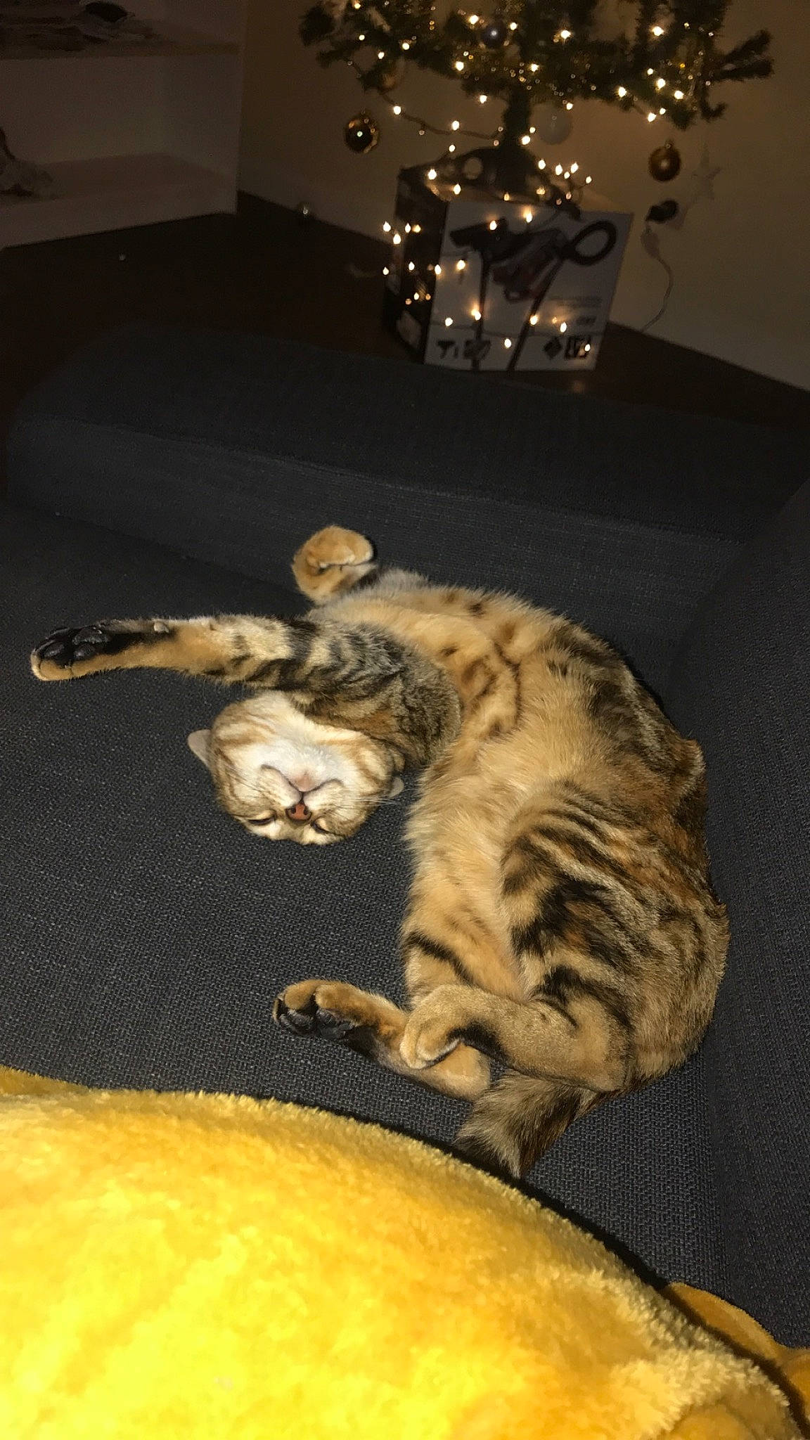 Boutdechipo participe au concours pour gagner de l'argent avec cette photo : bengal, carnivore, cat, dragon_li, egyptian_mau, european_shorthair, felidae, kitten, ocicat, savannah, small_to_medium_sized_cats, tabby_cat, tail, whiskers