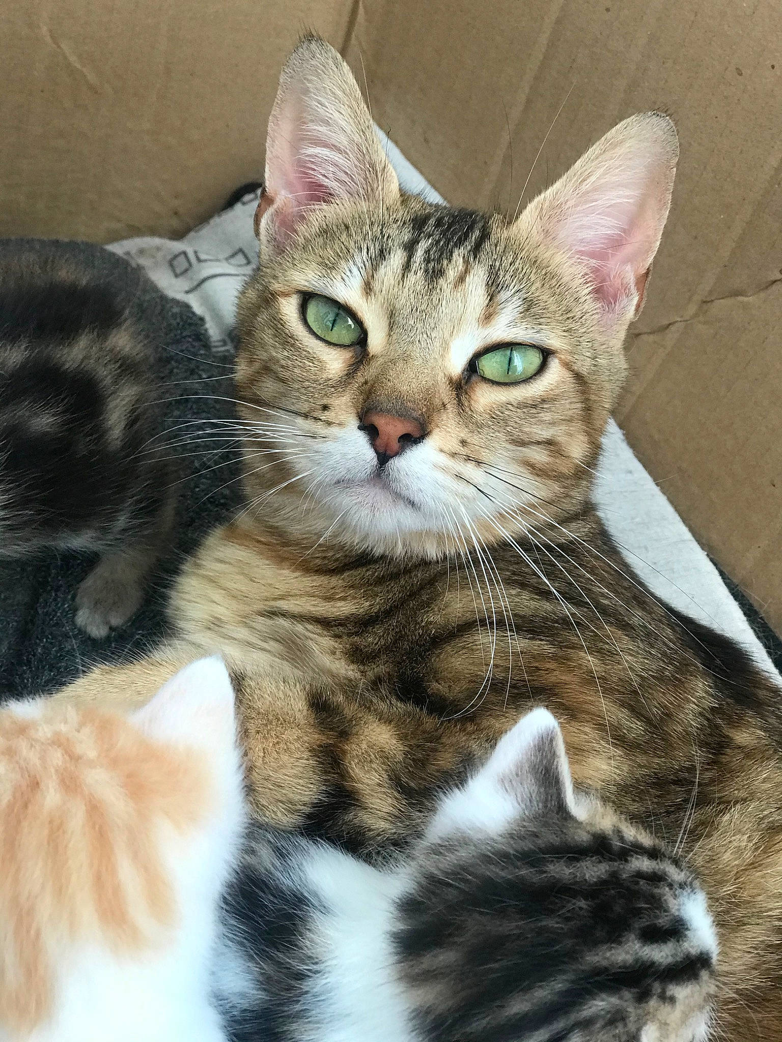 Boutdechipo a rejoint le concours — aidez-le/la à gagner de superbes lots ! aegean_cat, american_shorthair, american_wirehair, asian, australian_mist, california_spangled, carnivore, cat, domestic_short_haired_cat, dragon_li, european_shorthair, felidae, kitten, mammal, small_to_medium_sized_cats, snout, tabby_cat, toyger, vertebrate, whiskers