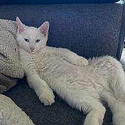 Sandrine Fourrey a rejoint le concours — aidez-le/la à gagner de superbes lots ! cat, kitten, white_fur, blue_eyes, pet, animal, couch, indoor, relaxing, fluffy, fur, paw, sleepy, cozy, domestic_animal, resting, young_cat, feline, cute, laying_down