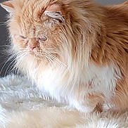 Finnegan is registered to the contest to win money with this photo: abyssinian, angora, animal, cat, kitten, manx, person, pet, siamese, sleeping, snout, white