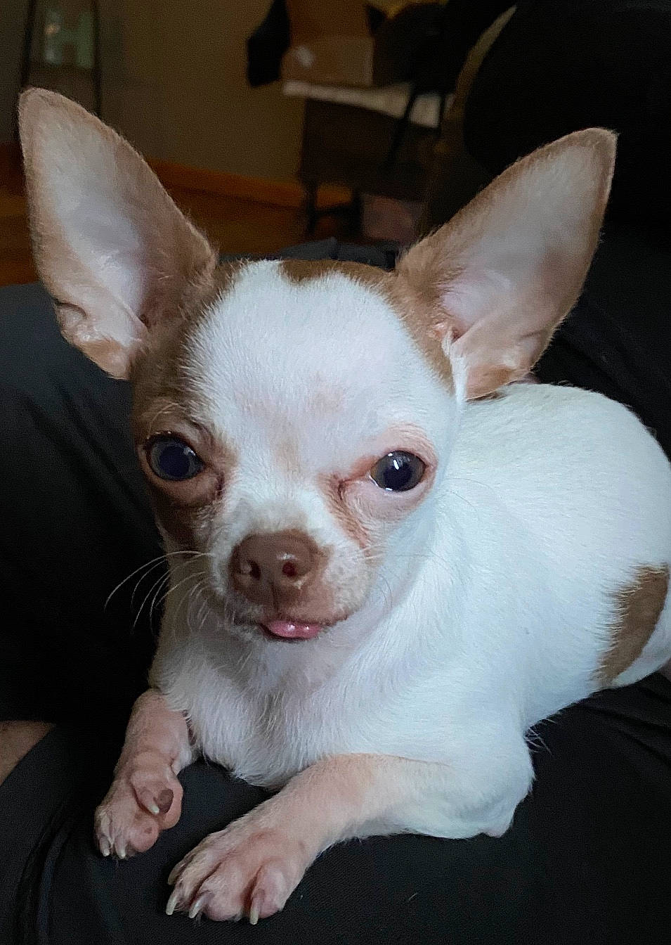 Tiny is registered to the contest to win money with this photo: canidae, carnivore, chihuahua, companion_dog, corgi_chihuahua, dog, dog_breed, ear, fawn, mammal, puppy, rare_breed_dog, russkiy_toy, skin, snout, toy_dog, vertebrate, whiskers