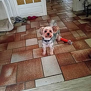 Olia participe au concours pour gagner de l'argent avec cette photo : dog, small_dog, pet, toy, orange_toy, tiled_floor, indoor, door, chair, collar, standing, looking_up, home_interior, floor_tile, fur, attentive, playful, room, companion, household