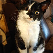 Skye is registered to the contest to win money with this photo: cat, kitten, black_and_white, sitting, curious, indoor, wooden_surface, stone_wall, leather_couch, pet, whiskers, fur, cute, young_animal, domestic_cat, animal, portrait, eyes, head_tilt, feline