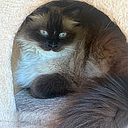 Ollie is registered to the contest to win money with this photo: cat, fluffy, blue_eyes, resting, indoor, cozy, cat_condo, pet, animal, feline, long_hair, cute, relaxed, portrait, whiskers, tail, fur, domestic_animal, mammal, sleeping_area