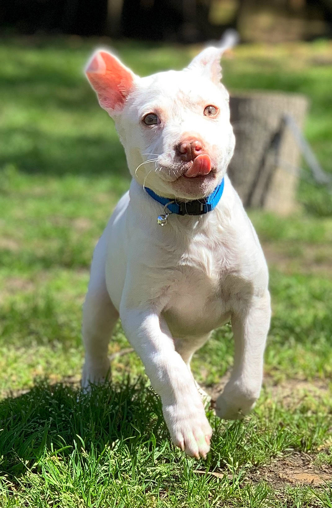 Sunny joined the competition — help win amazing prizes! ancient_dog_breeds, canidae, carnivore, collar, companion_dog, dog, dog_breed, dog_collar, ear, fawn, grass, grassland, non_sporting_group, plant, sporting_group, tail, terrestrial_animal, terrier, whiskers, working_animal