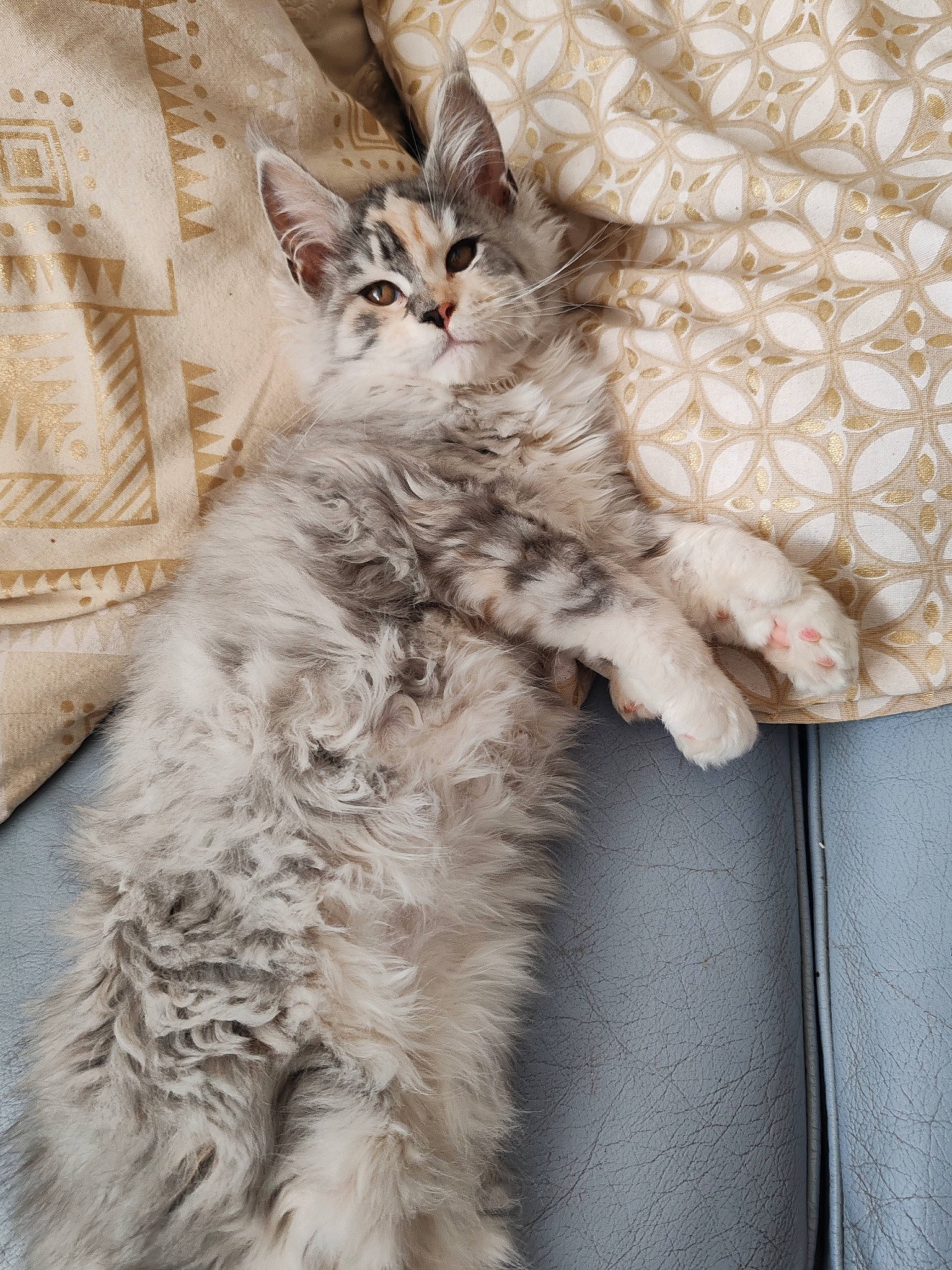 Urielle a rejoint le concours — aidez-le/la à gagner de superbes lots ! british_longhair, carnivore, cat, claw, comfort, couch, domestic_short_haired_cat, fawn, felidae, fur, gesture, grey, pattern, paw, peach, sitting, small_to_medium_sized_cats, tail, whiskers