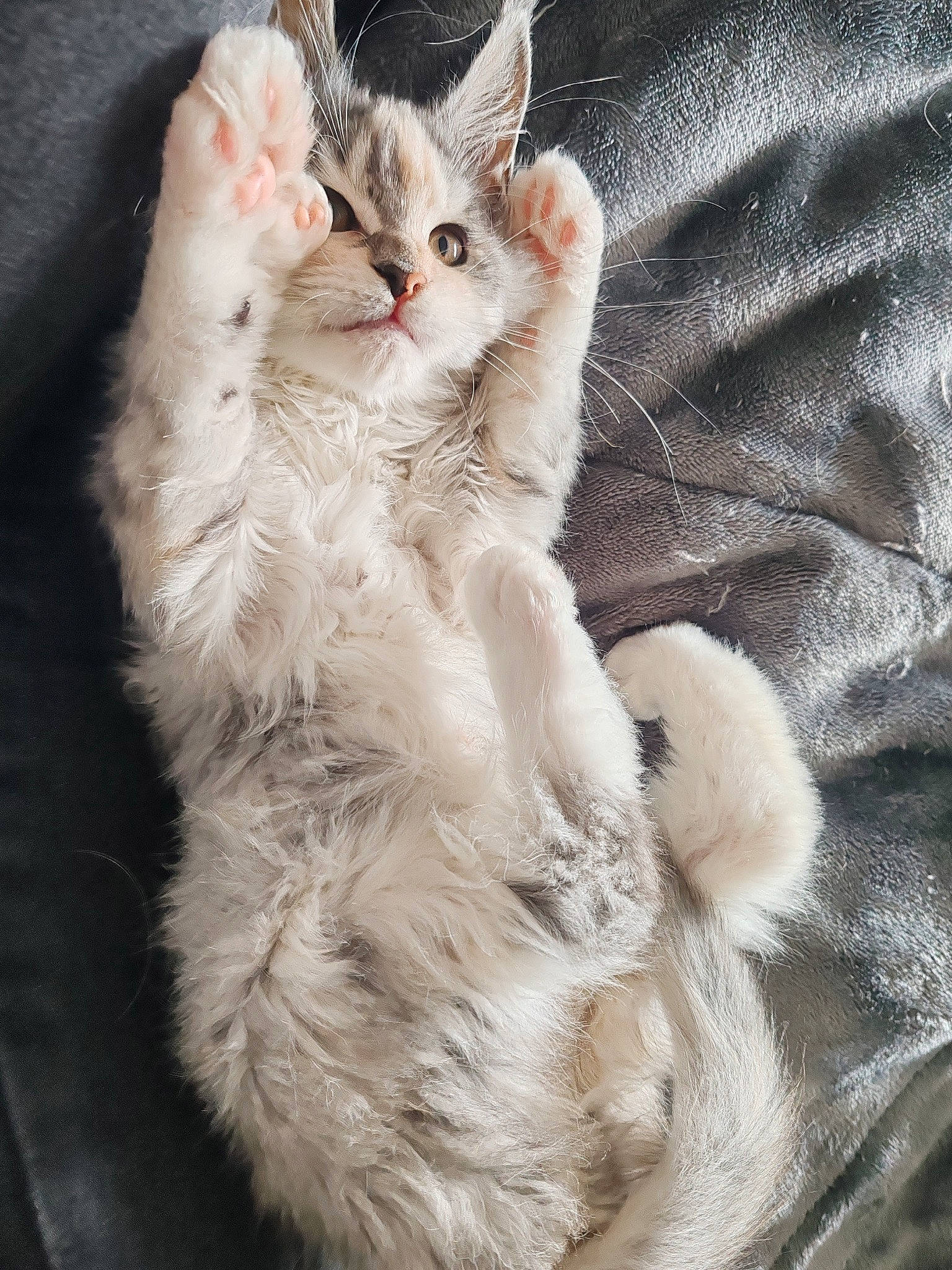 Urielle a rejoint le concours — aidez-le/la à gagner de superbes lots ! carnivore, cat, claw, comfort, domestic_short_haired_cat, ear, fawn, felidae, foot, fur, gesture, nail, paw, small_to_medium_sized_cats, snout, tail, whiskers