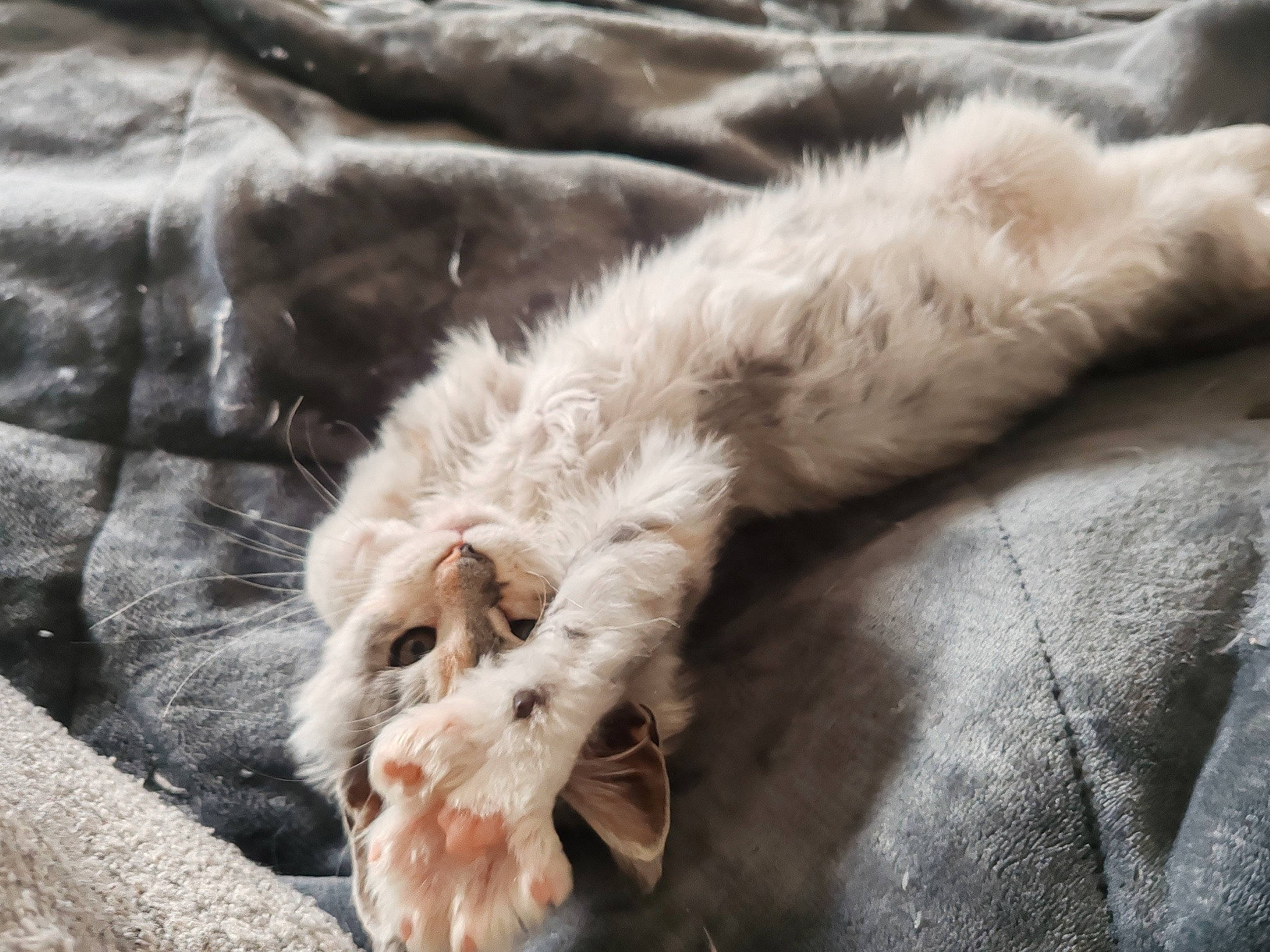 Urielle participe au concours pour gagner de l'argent avec cette photo : canidae, carnivore, cat, claw, comfort, dog_breed, eye, fang, fawn, felidae, fur, nap, paw, small_to_medium_sized_cats, snout, sporting_group, tail, terrestrial_animal, whiskers, yawn