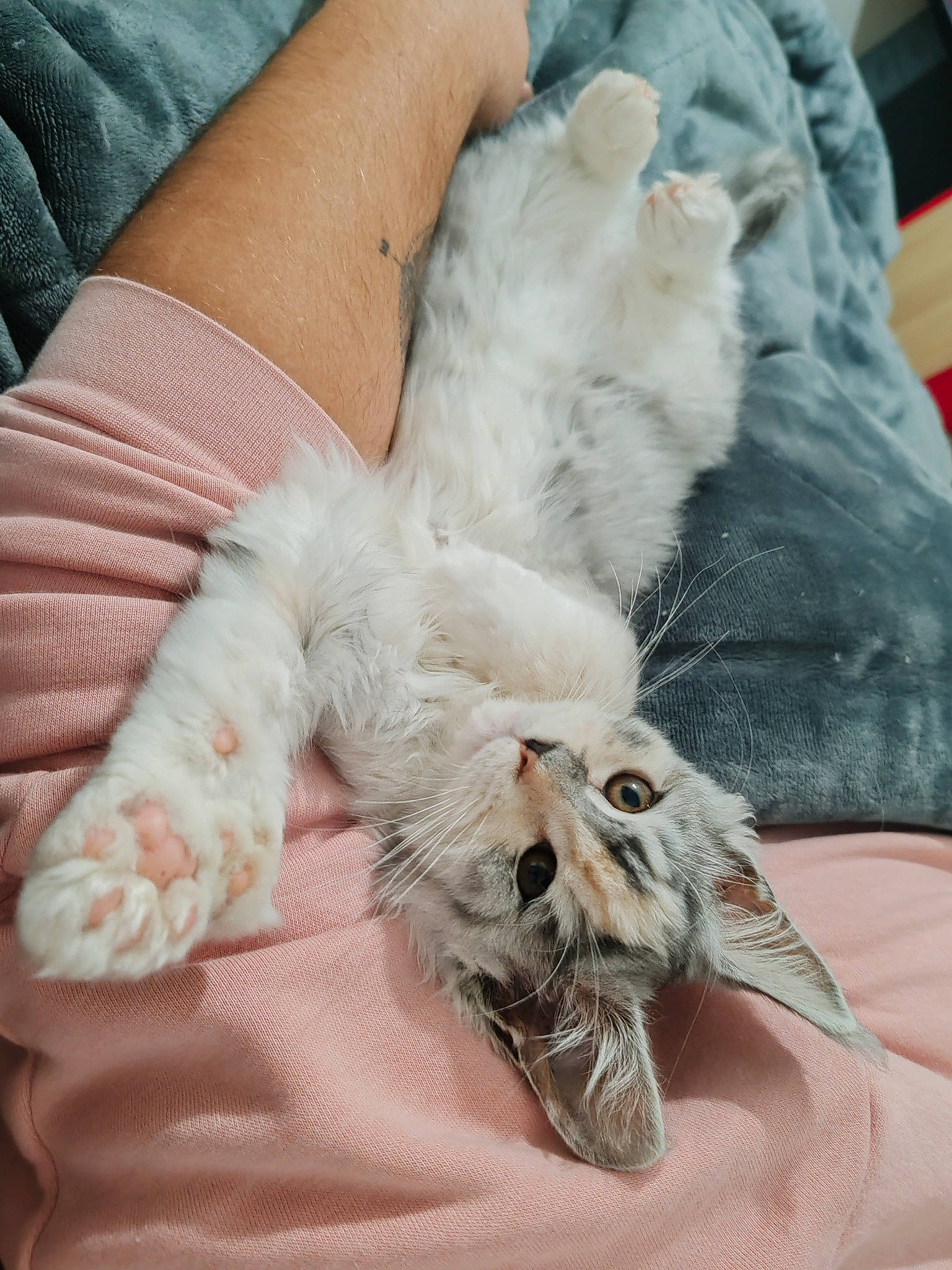 Urielle participe au concours pour gagner de l'argent avec cette photo : bed, bed_sheet, carnivore, cat, claw, comfort, domestic_short_haired_cat, felidae, foot, fur, gesture, human_leg, linens, nail, nap, paw, small_to_medium_sized_cats, tail, whiskers, wrist