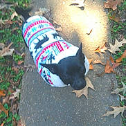 Dinky Doodle joined the competition — help win amazing prizes! animal, autumn, black_dog, clothing, dog, fall, fallen_leaves, grass, leaves, nature, outdoor, park, path, pet, portrait, puppy, sidewalk, sunlight, sweater, walking
