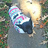 animal, autumn, black_dog, clothing, dog, fall, fallen_leaves, grass, leaves, nature, outdoor, park, path, pet, portrait, puppy, sidewalk, sunlight, sweater, walking