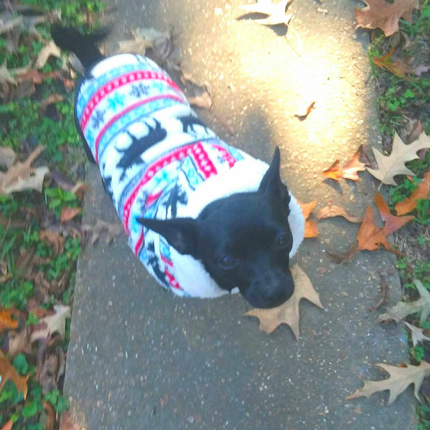 Dinky Doodle joined the competition — help win amazing prizes! animal, autumn, black_dog, clothing, dog, fall, fallen_leaves, grass, leaves, nature, outdoor, park, path, pet, portrait, puppy, sidewalk, sunlight, sweater, walking