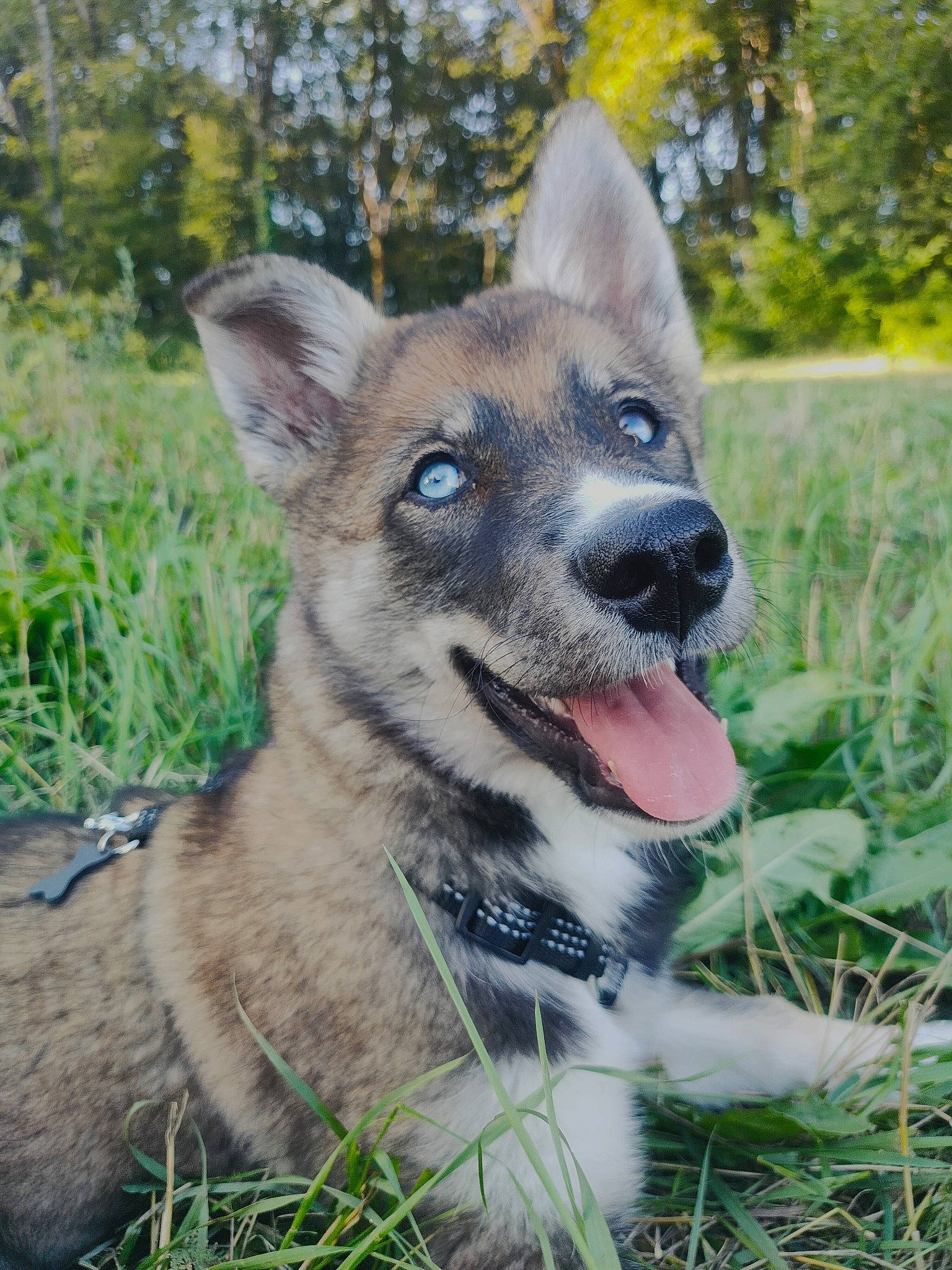 Uska participe au concours pour gagner de l'argent avec cette photo : ancient_dog_breeds, canidae, carnivore, collar, companion_dog, dog, dog_breed, fang, fawn, fur, grass, herding_dog, plant, snout, sporting_group, terrestrial_animal, whiskers, wildlife, working_animal, working_dog