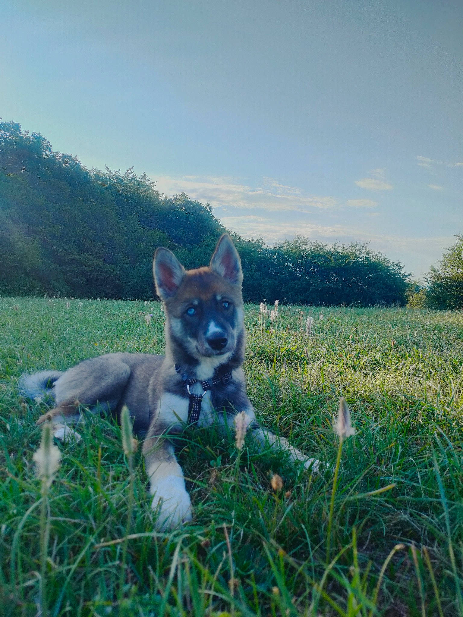 Uska a rejoint le concours — aidez-le/la à gagner de superbes lots ! carnivore, cloud, companion_dog, dog, dog_breed, electric_blue, fawn, felidae, grass, grassland, herbaceous_plant, landscape, meadow, natural_landscape, pasture, plant, sky, tail, tree, whiskers