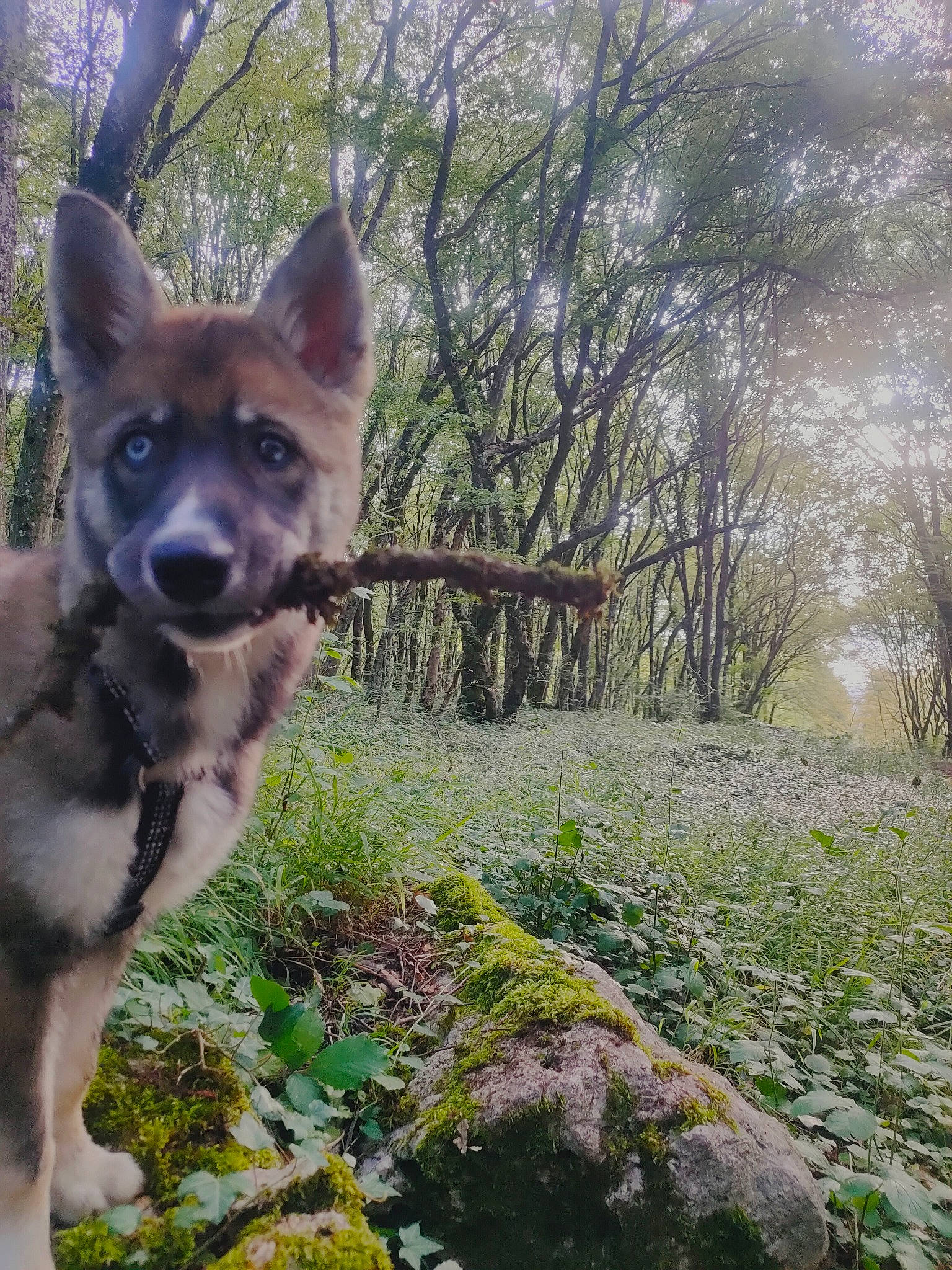 Uska a rejoint le concours — aidez-le/la à gagner de superbes lots ! canis, carnivore, companion_dog, dog, dog_breed, forest, fox, fur, grass, herding_dog, natural_landscape, plant, tail, terrestrial_animal, tree, wilderness, wolf, wood, woodland, working_animal