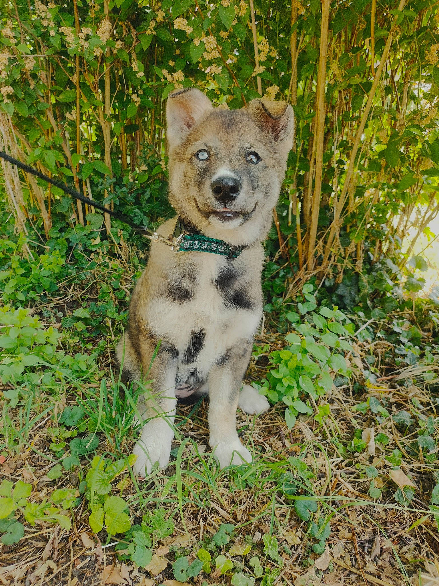 Uska participe au concours pour gagner de l'argent avec cette photo : adventure, canidae, carnivore, companion_dog, dog, dog_breed, fawn, font, grass, groundcover, plant, snout, soil, sporting_group, tail, terrestrial_animal, trunk, whiskers, wildlife, working_animal