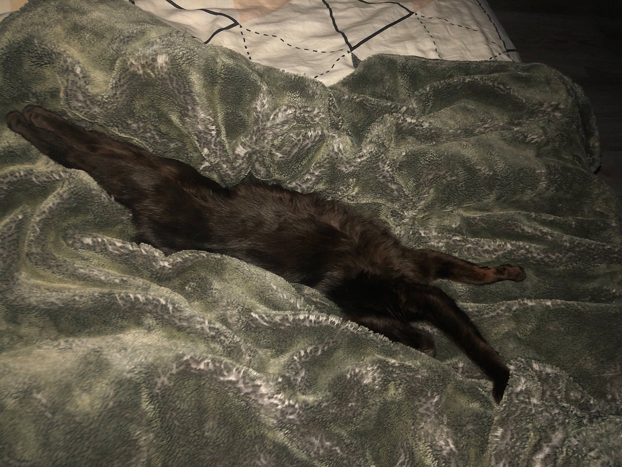 Krokmou participe au concours pour gagner de l'argent avec cette photo : art, bed, darkness, fur, human_leg, landscape, linens, monochrome, monochrome_photography, rock, shadow, soil, sporting_group, still_life_photography, stock_photography, tail, tree, visual_arts, wildlife, wood