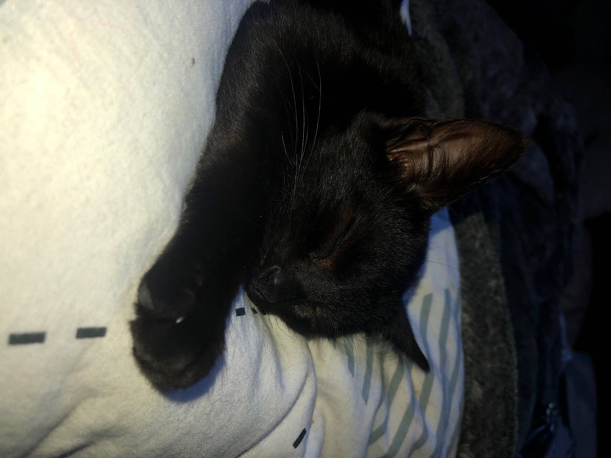 Krokmou participe au concours pour gagner de l'argent avec cette photo : carnivore, cat, claw, comfort, dog_breed, domestic_short_haired_cat, ear, fawn, felidae, foot, fur, gesture, grey, human_leg, linens, paw, small_to_medium_sized_cats, snout, tail, whiskers