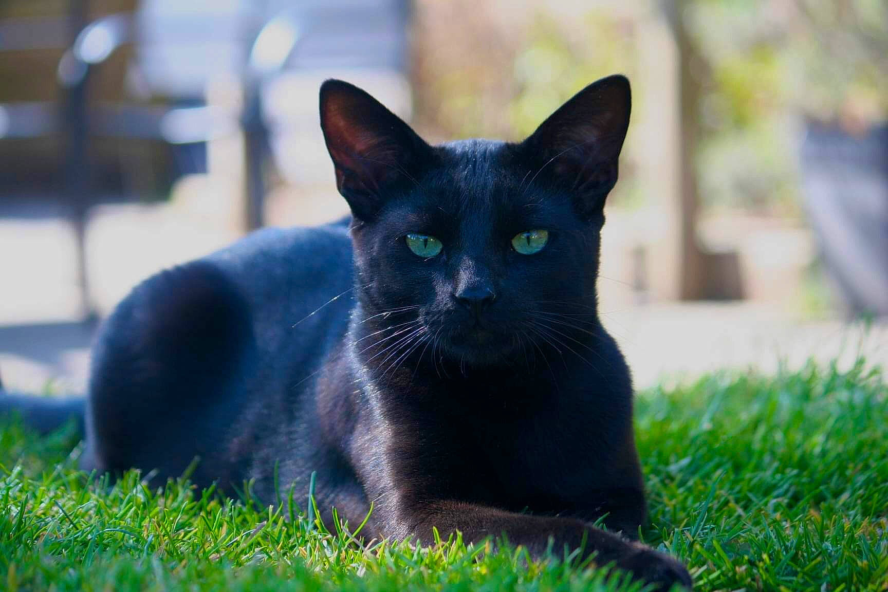 Krokmou a rejoint le concours — aidez-le/la à gagner de superbes lots ! black_cat, bombay, carnivore, cat, domestic_short_haired_cat, eye, felidae, fur, grass, groundcover, lawn, mammal, plant, small_to_medium_sized_cats, snout, terrestrial_animal, tree, vertebrate, whiskers, wildlife