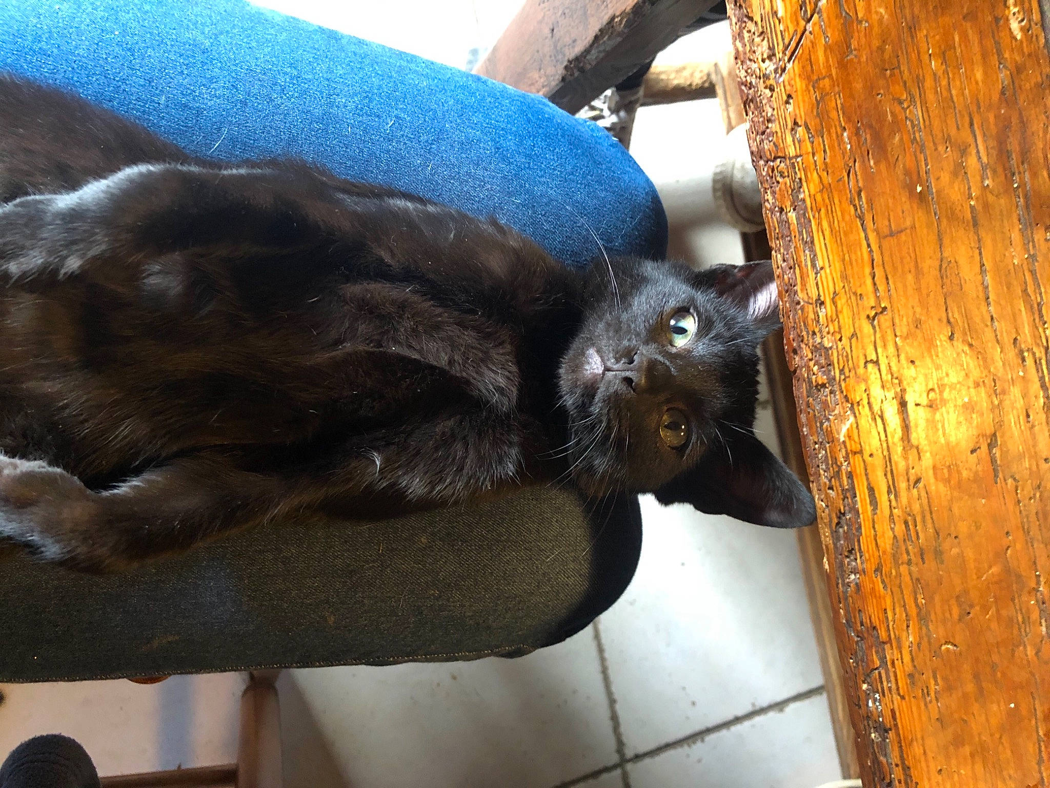 Krokmou a rejoint le concours — aidez-le/la à gagner de superbes lots ! black_cat, bombay, carnivore, cat, claw, comfort, domestic_short_haired_cat, electric_blue, felidae, fur, metal, paw, plant, small_to_medium_sized_cats, snout, tail, terrestrial_animal, whiskers, wood