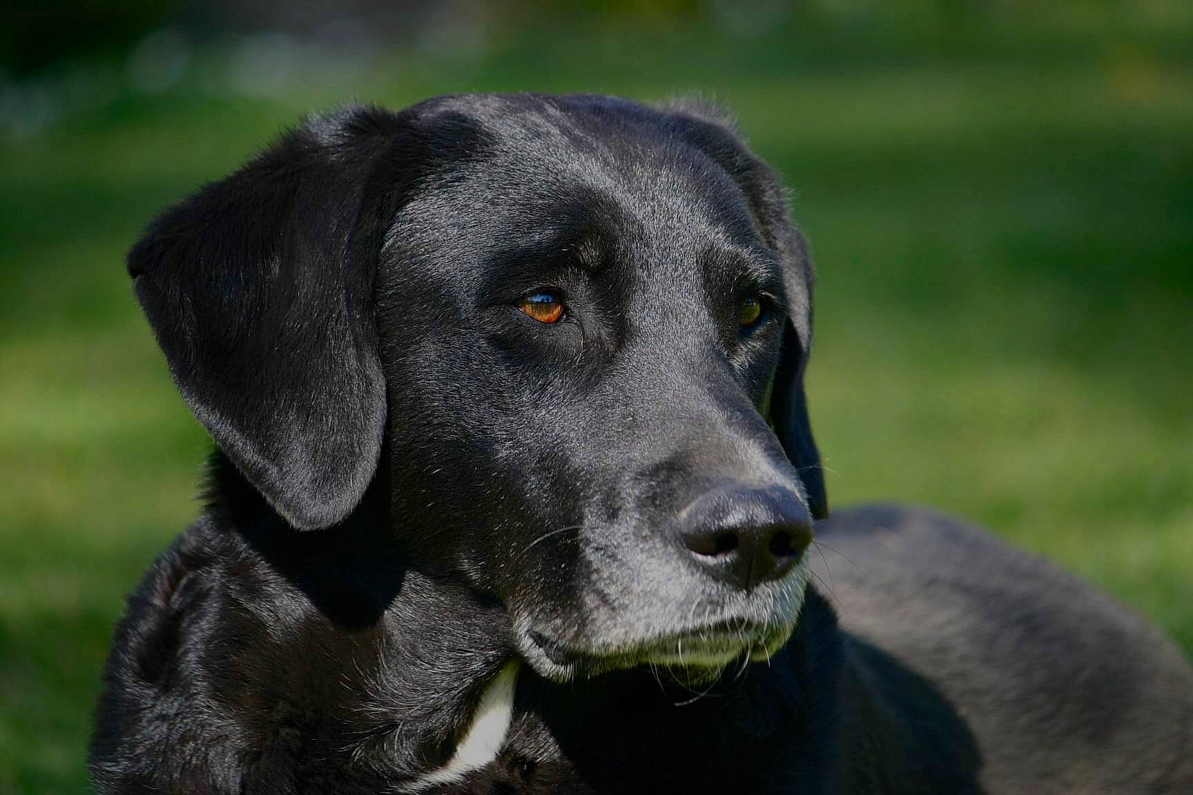 Lilly a rejoint le concours — aidez-le/la à gagner de superbes lots ! borador, canidae, carnivore, companion_dog, dog, dog_breed, fur, grass, gun_dog, hunting_dog, plant, snout, sporting_group, terrestrial_animal, whiskers, working_animal, working_dog