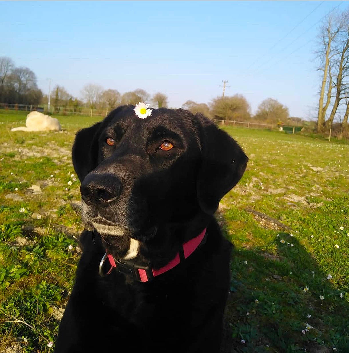 Lilly participe au concours pour gagner de l'argent avec cette photo : borador, canidae, carnivore, collar, companion_dog, dog, dog_breed, dog_collar, grass, grassland, gun_dog, leash, personal_protective_equipment, plant, pointing_breed, retriever, sky, snout, tree, working_animal