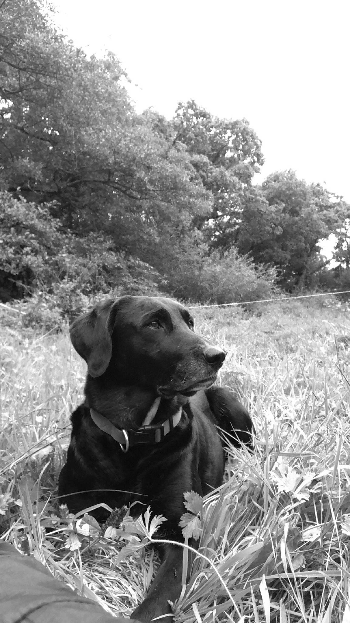 Lilly a rejoint le concours — aidez-le/la à gagner de superbes lots ! black, black_and_white, carnivore, companion_dog, dog, dog_breed, grass, grassland, gun_dog, hat, monochrome, monochrome_photography, plant, sky, snout, style, terrestrial_animal, tree, wilderness, working_animal