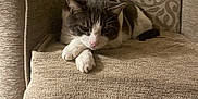 Félix Sergent participe au concours pour gagner de l'argent avec cette photo : cat, feline, pet, animal, indoor, chair, armchair, patterned, beige, fur, resting, paws, relaxed, cute, cozy, home, comfort, texture, mammal, domestic