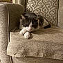 cat, feline, pet, animal, indoor, chair, armchair, patterned, beige, fur, resting, paws, relaxed, cute, cozy, home, comfort, texture, mammal, domestic