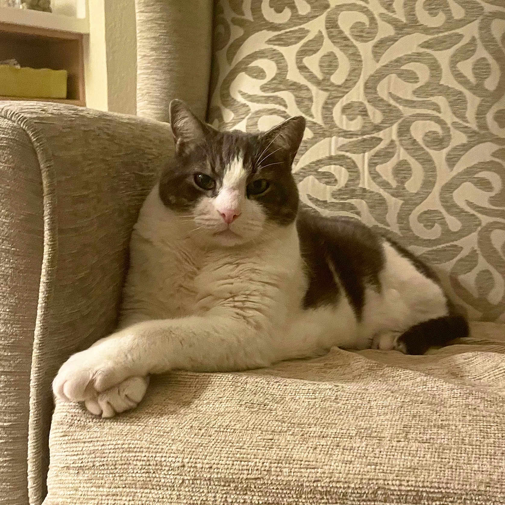 Félix Sergent a rejoint le concours — aidez-le/la à gagner de superbes lots ! animal, armchair, beige, cat, closeup, cozy, cute, domestic, ears, feline, fur, furniture, indoor, patterned, paws, pet, portrait, relaxed, resting, whiskers