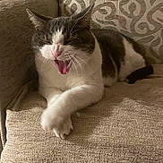 Félix Sergent participe au concours pour gagner de l'argent avec cette photo : cat, feline, pet, indoor, yawning, resting, couch, beige, gray, white, fur, paw, whiskers, patterned_pillow, home, cozy, relaxed, animal, mammal, cute