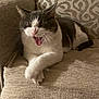 cat, feline, pet, indoor, yawning, resting, couch, beige, gray, white, fur, paw, whiskers, patterned_pillow, home, cozy, relaxed, animal, mammal, cute