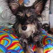 Chiquita joined the competition — help win amazing prizes! dog, pet, animal, ears, fur, closeup, rainbow, cushion, indoor, home, blurred_background, brown_eyes, snout, whiskers, portrait, resting, cute, furry, mammal, domestic_animal