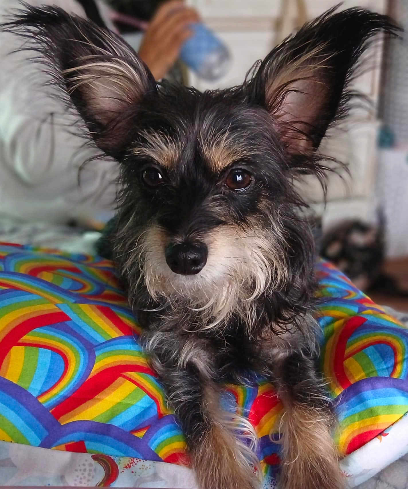 Chiquita joined the competition — help win amazing prizes! dog, pet, animal, ears, fur, closeup, rainbow, cushion, indoor, home, blurred_background, brown_eyes, snout, whiskers, portrait, resting, cute, furry, mammal, domestic_animal