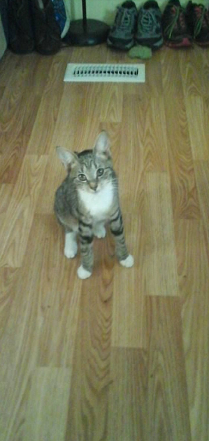 Mitszey joined the competition — help win amazing prizes! american_shorthair, carnivore, cat, domestic_short_haired_cat, european_shorthair, felidae, floor, flooring, hardwood, kitten, laminate_flooring, mammal, small_to_medium_sized_cats, snapshot, tabby_cat, tail, vertebrate, whiskers, wood, wood_flooring