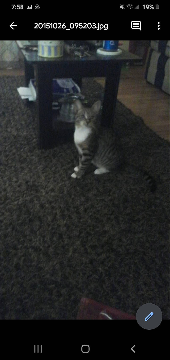 Mitszey joined the competition — help win amazing prizes! canidae, carnivore, cat, dog_breed, fawn, felidae, floor, flooring, hardwood, kitten, non_sporting_group, small_to_medium_sized_cats, table, tail, tile