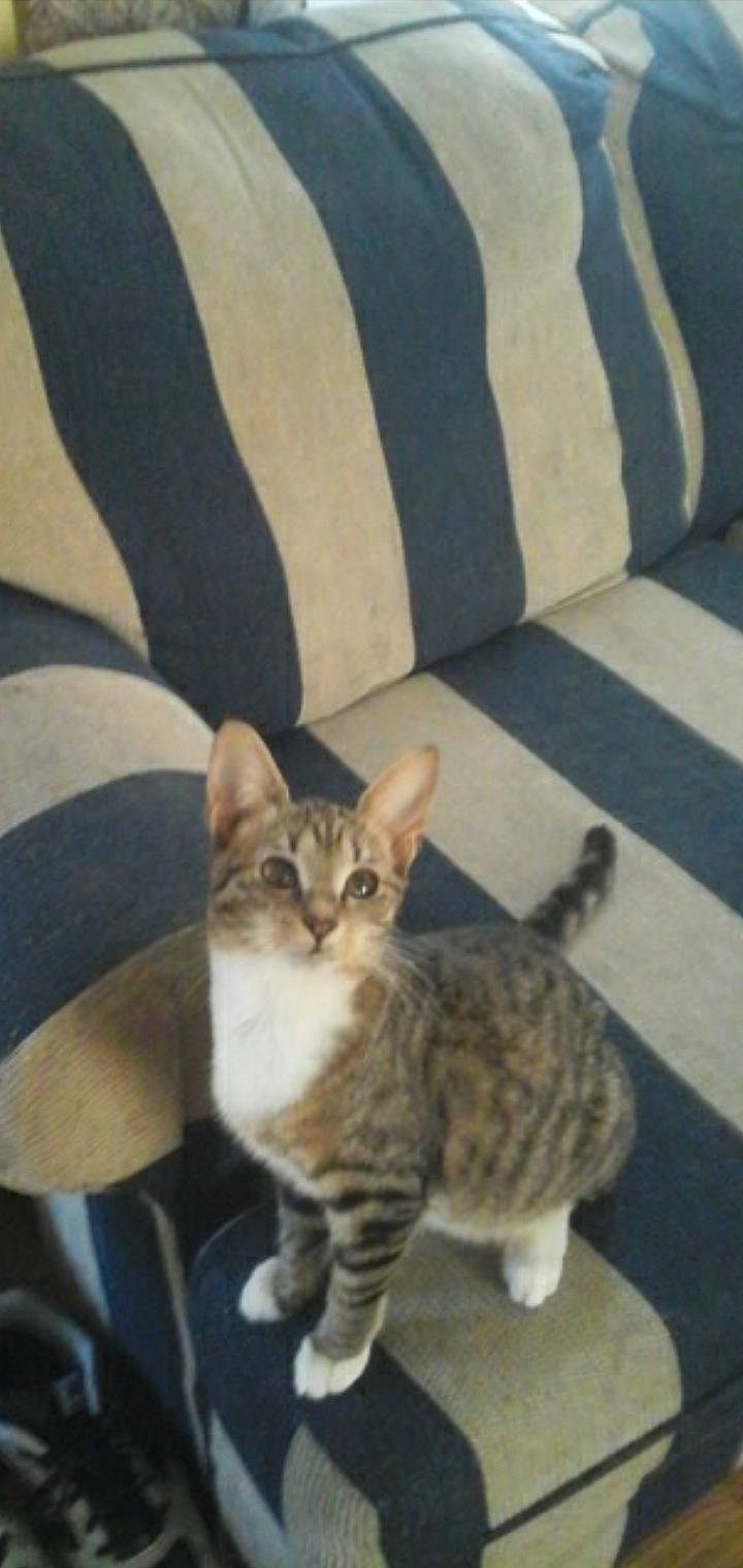 Mitszey joined the competition — help win amazing prizes! american_shorthair, american_wirehair, arabian_mau, asian, carnivore, cat, domestic_short_haired_cat, dragon_li, european_shorthair, felidae, german_rex, kitten, mammal, ocicat, small_to_medium_sized_cats, sokoke, tabby_cat, toyger, vertebrate, whiskers