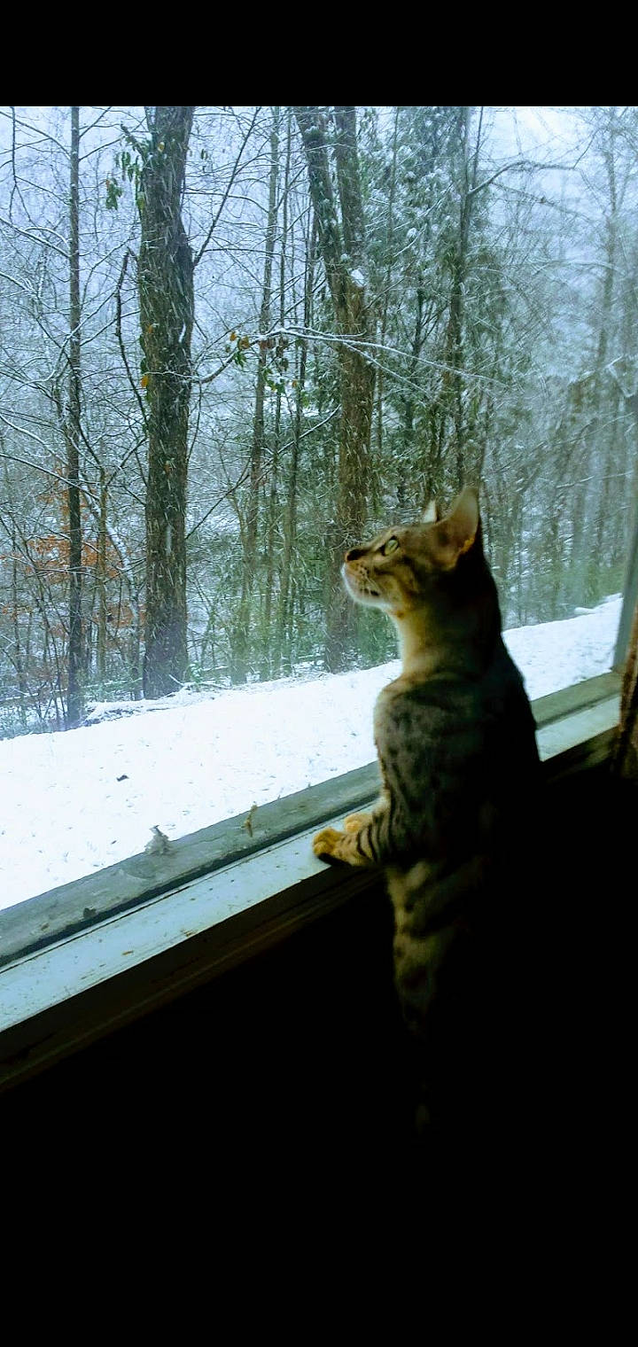 Sammy joined the competition — help win amazing prizes! carnivore, cat, domestic_short_haired_cat, european_shorthair, felidae, fur, small_to_medium_sized_cats, snow, tabby_cat, tail, tree, whiskers, wild_cat, wildlife, window, winter