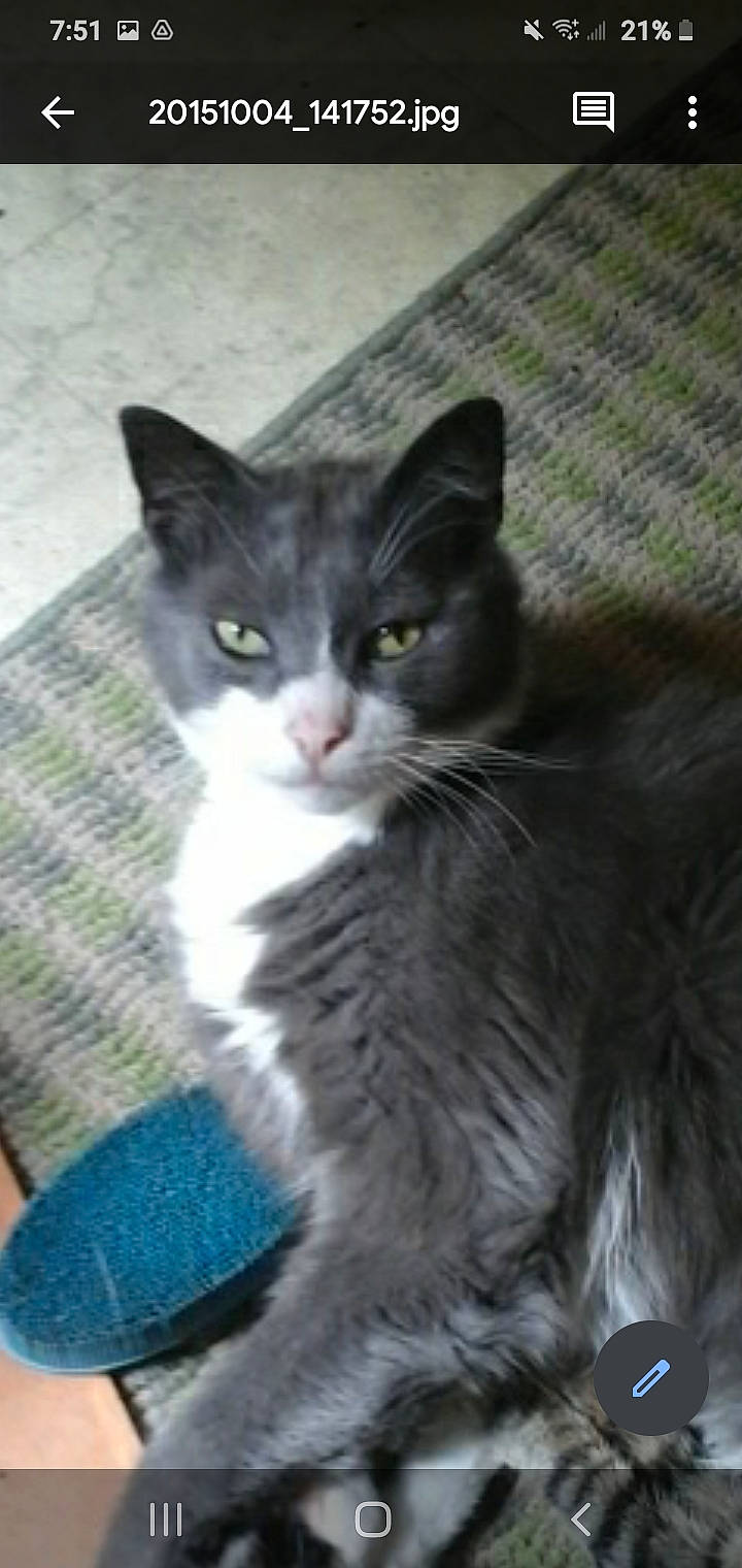 Beakers is registered to the contest to win money with this photo: aegean_cat, asian_semi_longhair, british_semi_longhair, carnivore, cat, domestic_long_haired_cat, domestic_short_haired_cat, european_shorthair, felidae, kitten, maine_coon, mammal, nebelung, norwegian_forest_cat, polydactyl_cat, siberian, small_to_medium_sized_cats, snout, vertebrate, whiskers