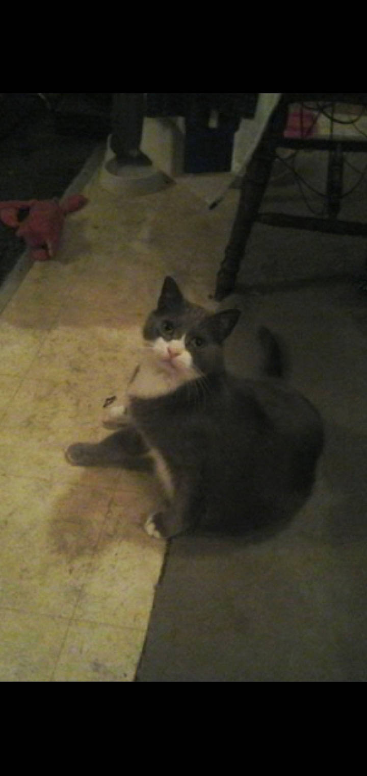 Beakers joined the competition — help win amazing prizes! canidae, carnivore, cat, dog_breed, ear, felidae, floor, kitten, paw, small_to_medium_sized_cats, snout, tail, whiskers