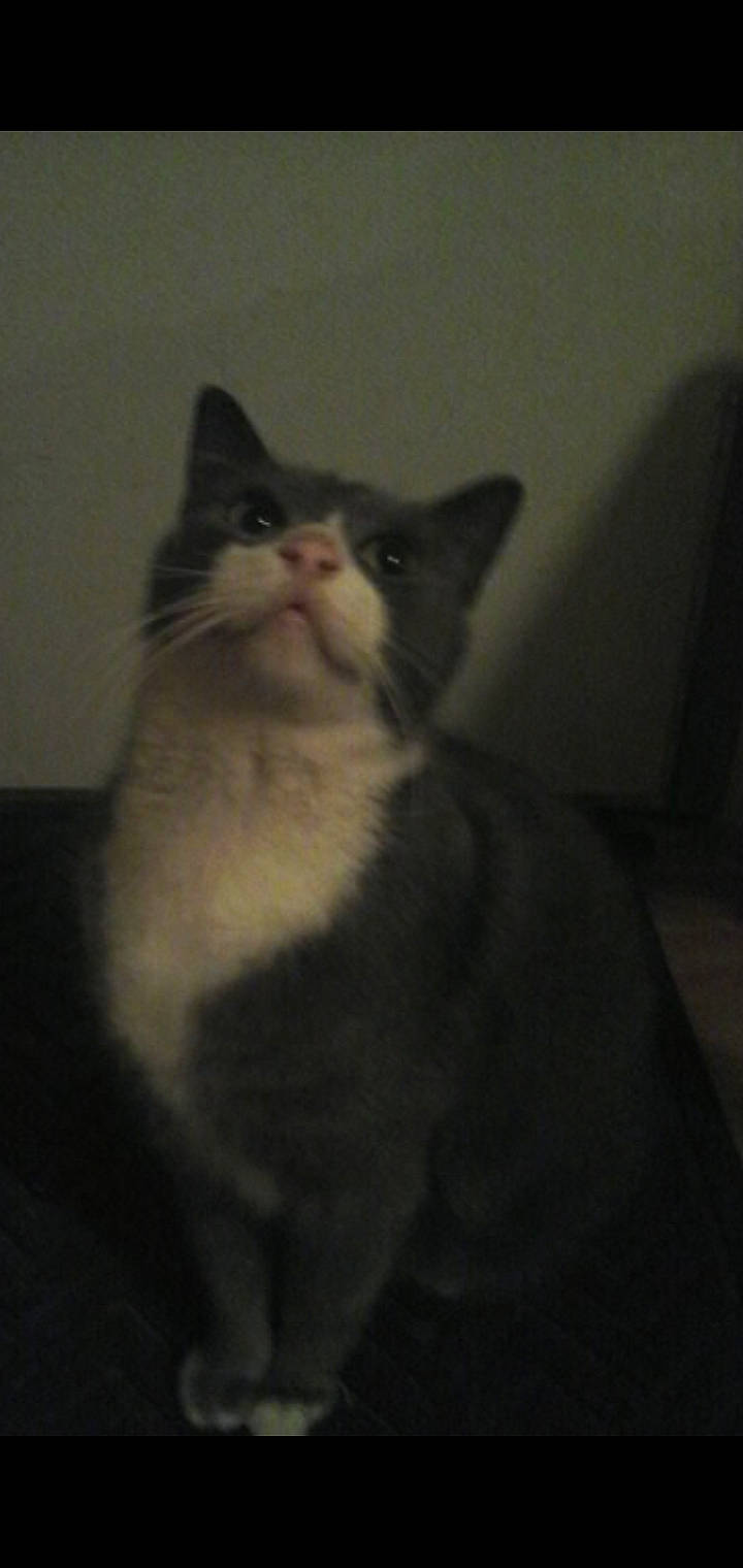 Beakers is registered to the contest to win money with this photo: american_wirehair, black_and_white, carnivore, cat, domestic_short_haired_cat, european_shorthair, eye, felidae, kitten, mammal, norwegian_forest_cat, polydactyl_cat, small_to_medium_sized_cats, snout, whiskers