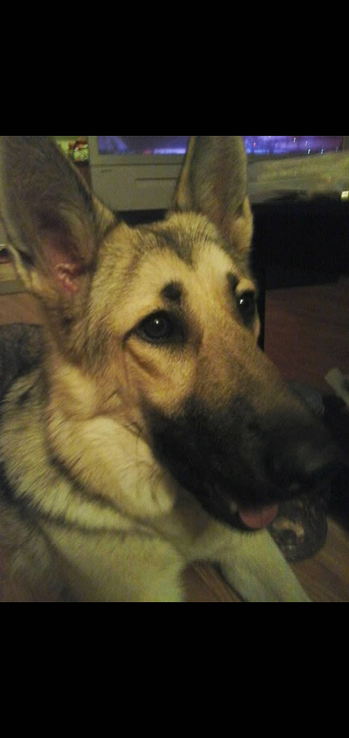 Bella joined the competition — help win amazing prizes! canidae, carnivore, dog, dog_breed, ear, east_european_shepherd, eye, german_shepherd_dog, king_shepherd, kunming_wolfdog, mammal, native_american_indian_dog, norwegian_elkhound, nose, saarloos_wolfdog, shiloh_shepherd_dog, snout, tamaskan_dog, vertebrate, wolfdog