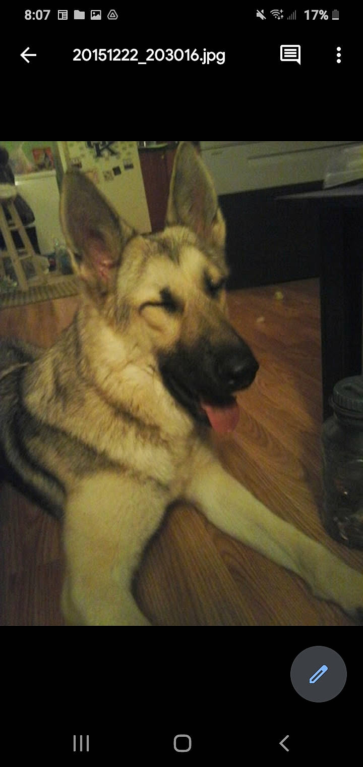 Bella joined the competition — help win amazing prizes! alaskan_malamute, canidae, carnivore, dog, dog_breed, east_european_shepherd, german_shepherd_dog, king_shepherd, kunming_wolfdog, mammal, norwegian_elkhound, old_german_shepherd_dog, rare_breed_dog, shiloh_shepherd_dog, siberian_husky, snout, tamaskan_dog, vertebrate, wolfdog, working_dog