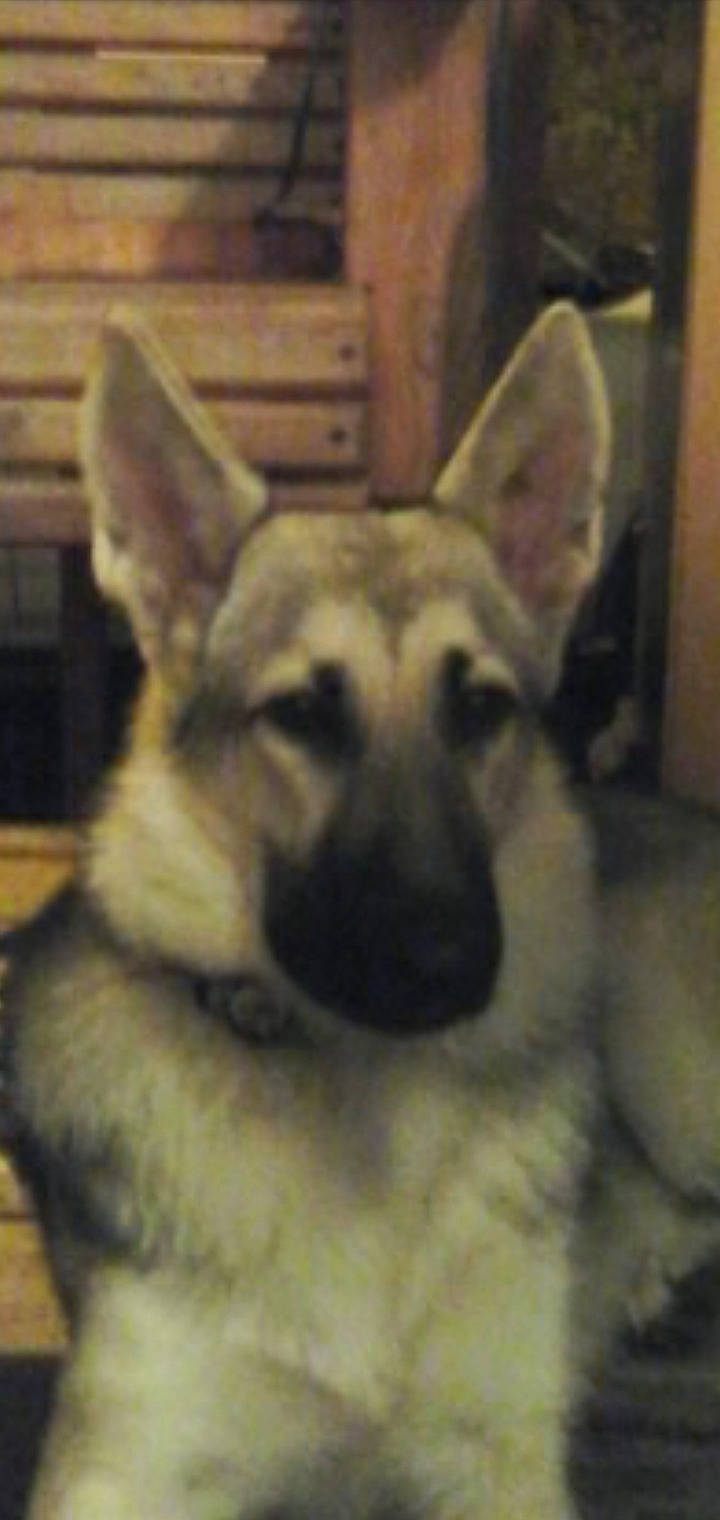 Bella joined the competition — help win amazing prizes! canidae, carnivore, czechoslovakian_wolfdog, dog, dog_breed, east_european_shepherd, german_shepherd_dog, king_shepherd, kunming_wolfdog, mammal, native_american_indian_dog, norwegian_elkhound, old_german_shepherd_dog, rare_breed_dog, saarloos_wolfdog, shiloh_shepherd_dog, snout, tamaskan_dog, vertebrate, wolfdog