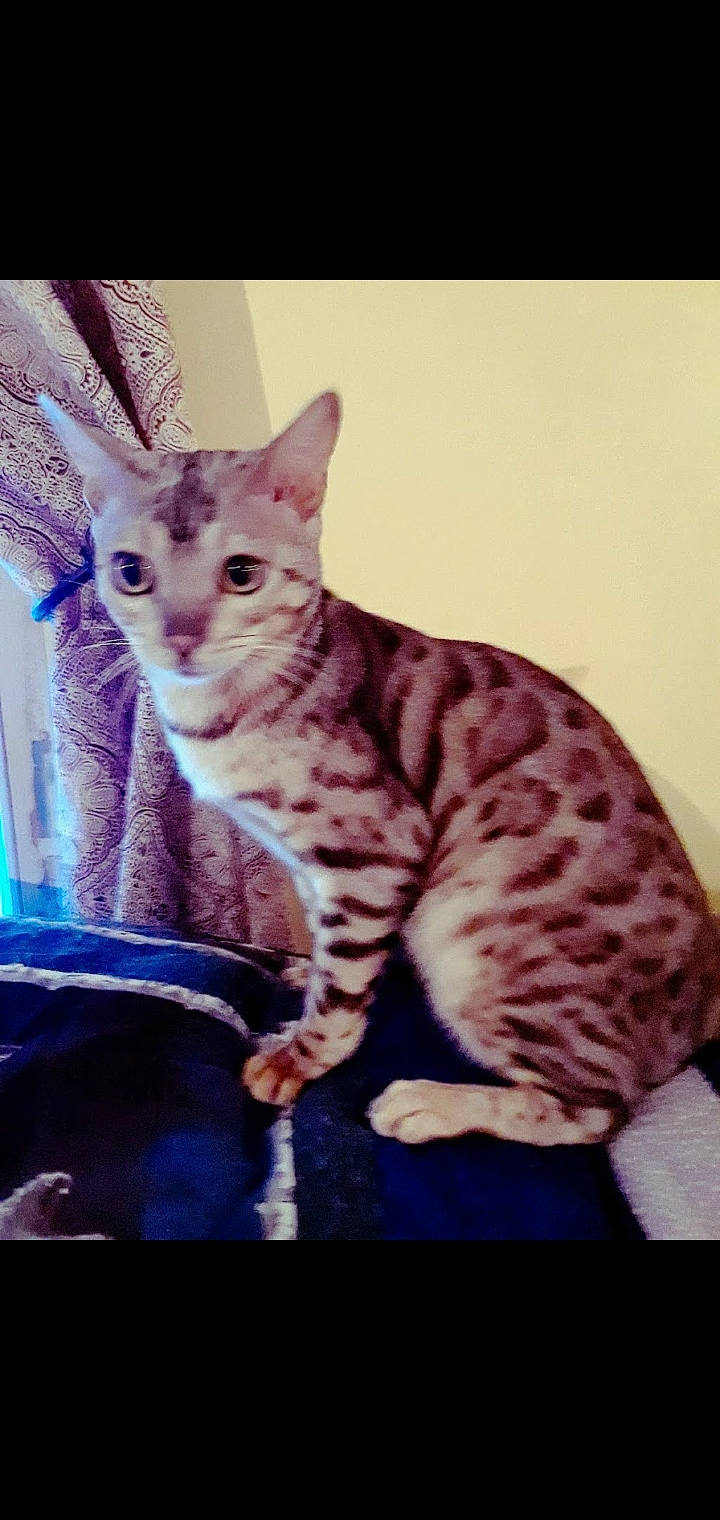 Sammy is registered to the contest to win money with this photo: arabian_mau, asian, australian_mist, bengal, california_spangled, carnivore, cat, domestic_short_haired_cat, dragon_li, egyptian_mau, european_shorthair, felidae, kitten, mammal, ocicat, savannah, small_to_medium_sized_cats, vertebrate, whiskers